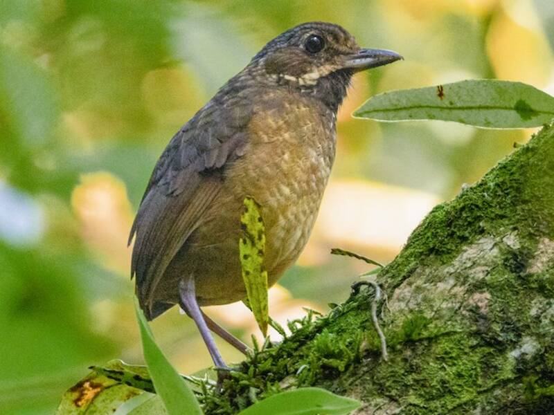 Tororoi de Táchira