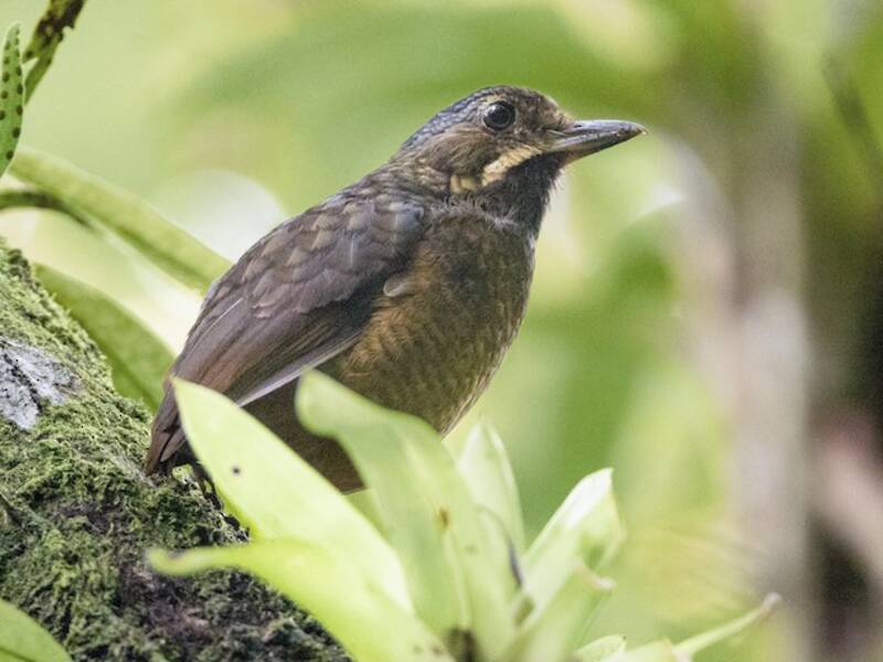Tachira Antpitta, Photos 3