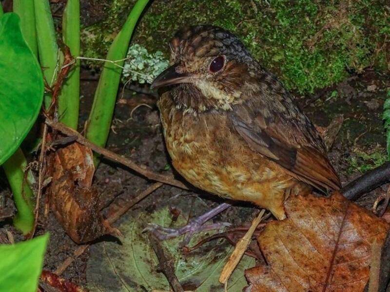 Tachira Antpitta, Photos 2