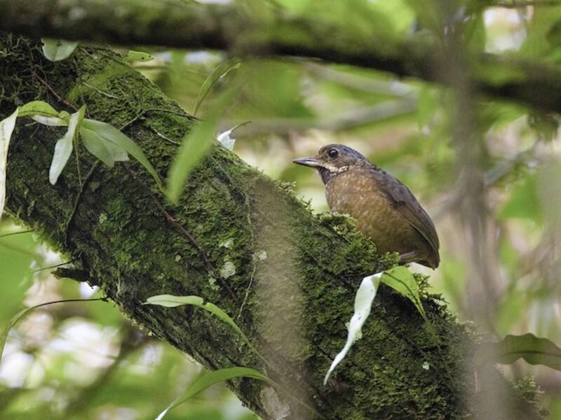 Tachira Antpitta, Photos 4