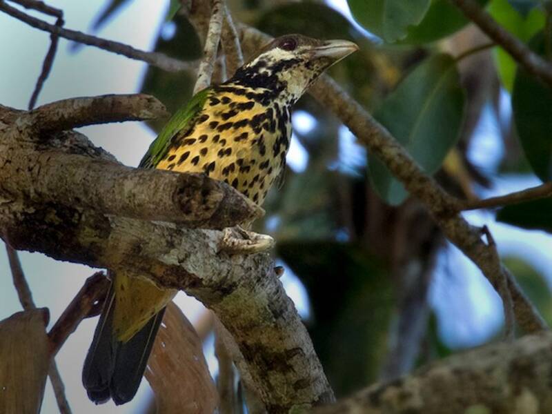 Tan-capped Catbird, Photos 1