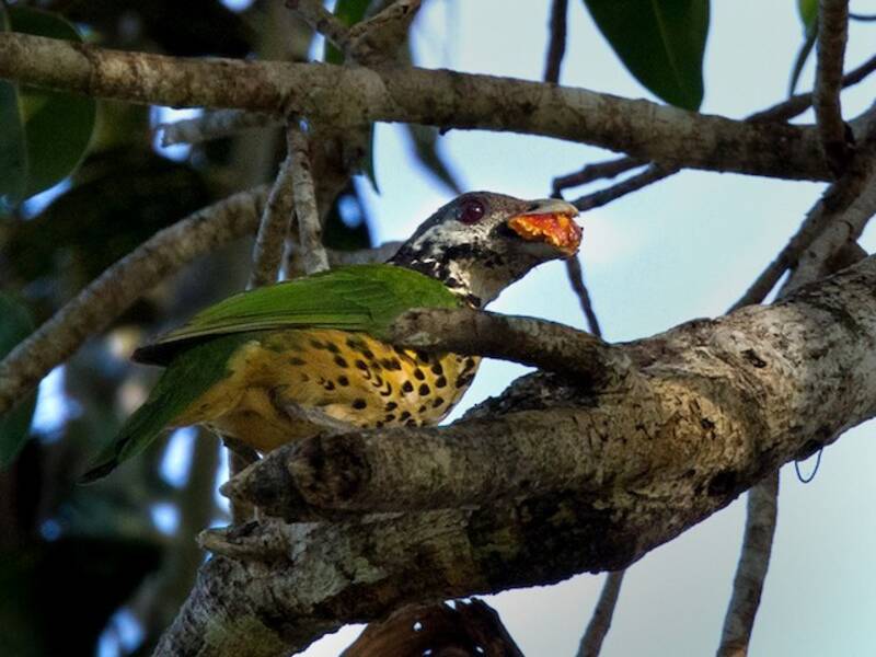 Tan-capped Catbird, Photos 2