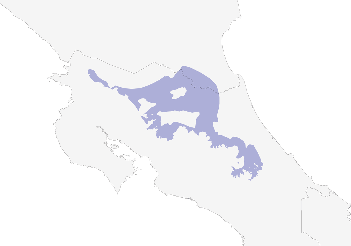 Pigliamosche pettocannella, Distribuzione 1