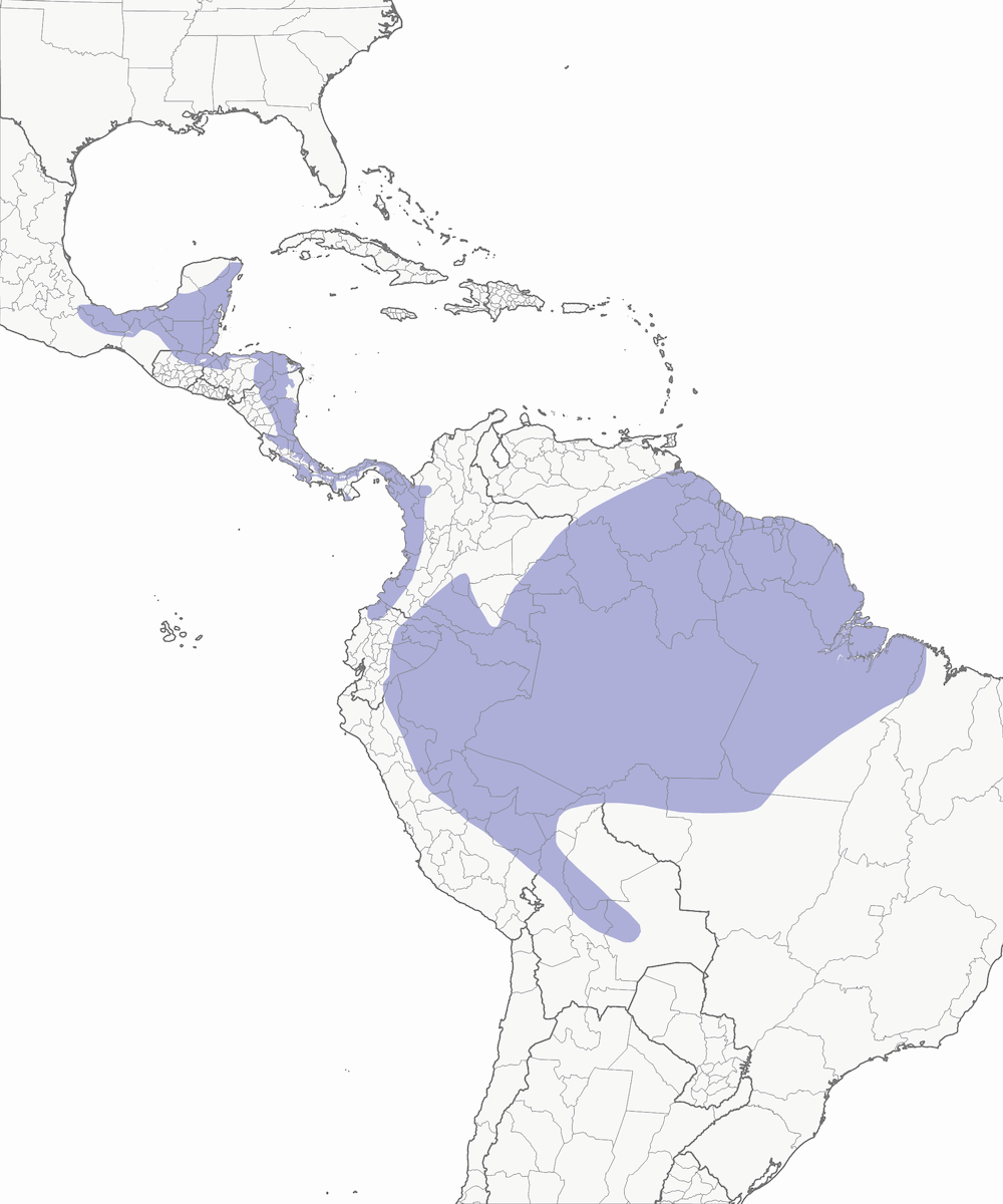 Verdillo de Corona Ocre, Distribución 1