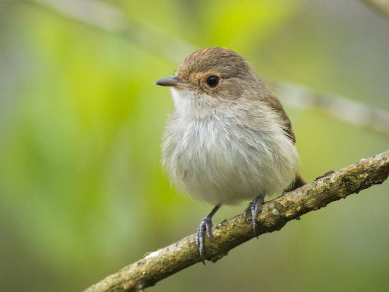 Fulvous-crowned Scrub-Tyrant