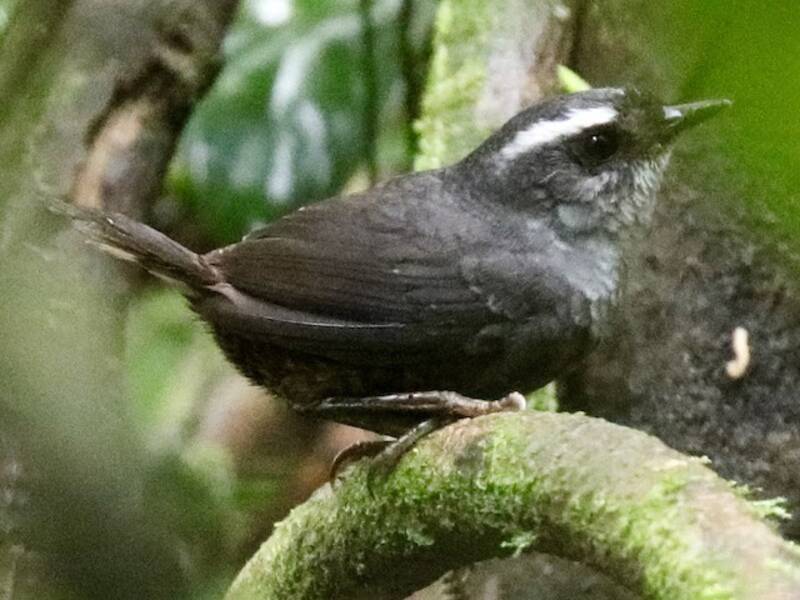 Tacarcuna-Tapaculo