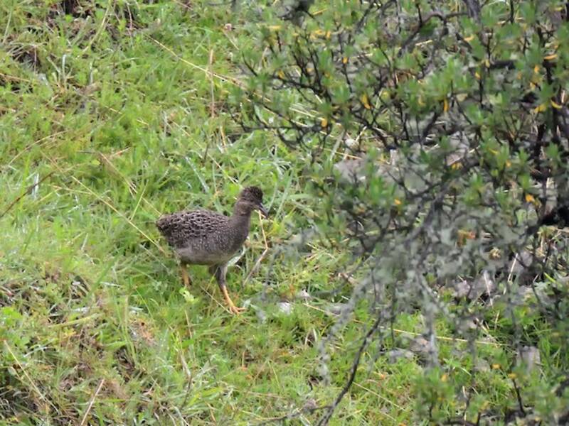 Tinamo de Taczanowski, Fotos 2