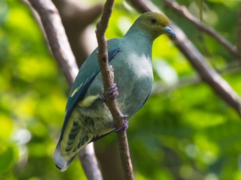 Tanna Fruit-Dove