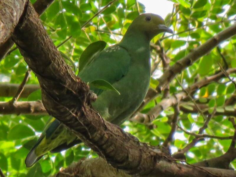 Tanna Fruit-Dove, Photos 2