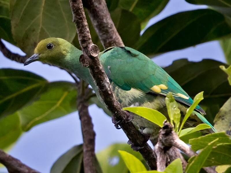 Tanna Fruit-Dove, Photos 3