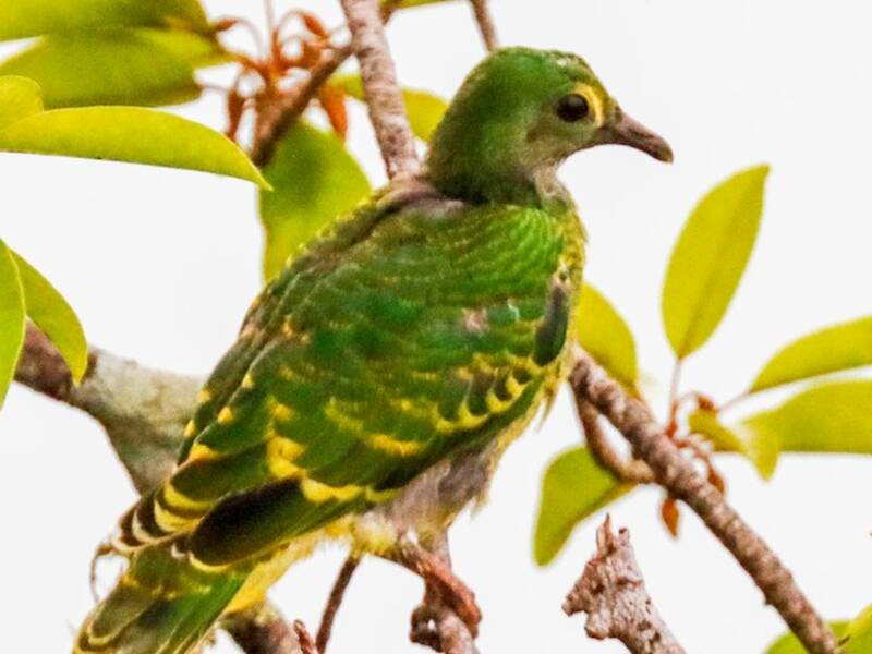 Tanna Fruit-Dove, Photos 4