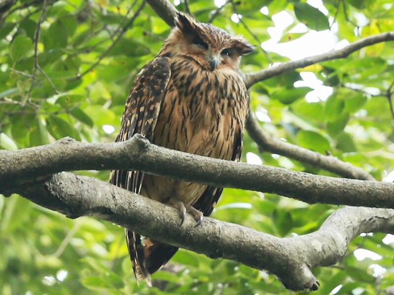Tawny Fish-Owl