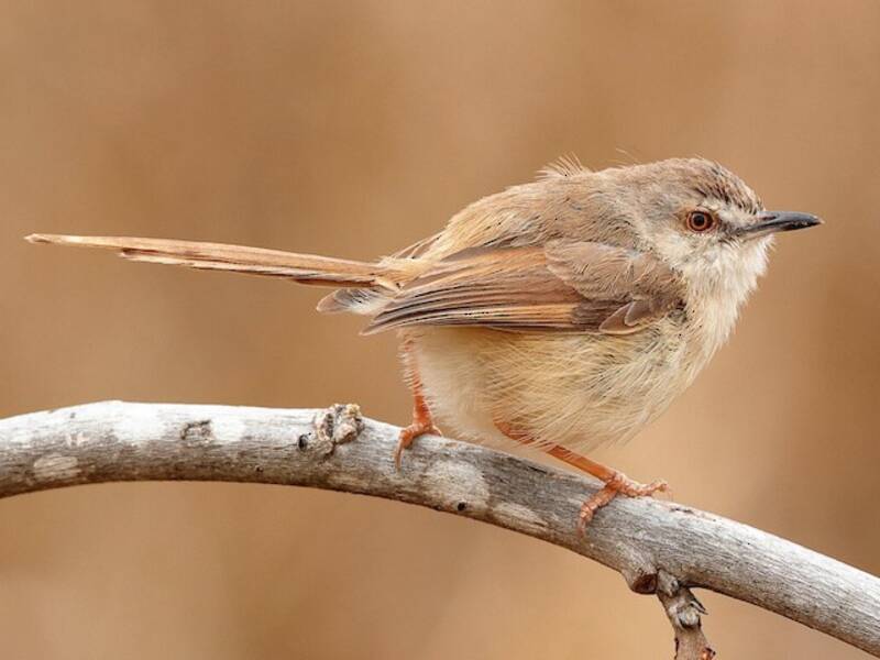 Prinia dai fianchi fulvi, Foto 3
