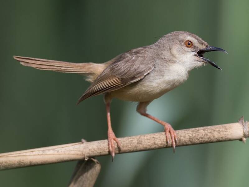 Prinia dai fianchi fulvi, Foto 4