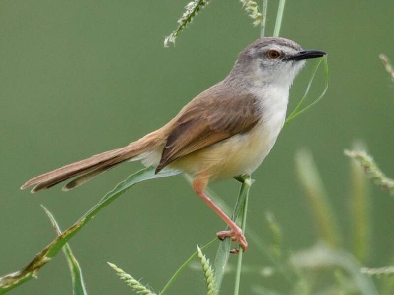 Prinia dai fianchi fulvi, Foto 2