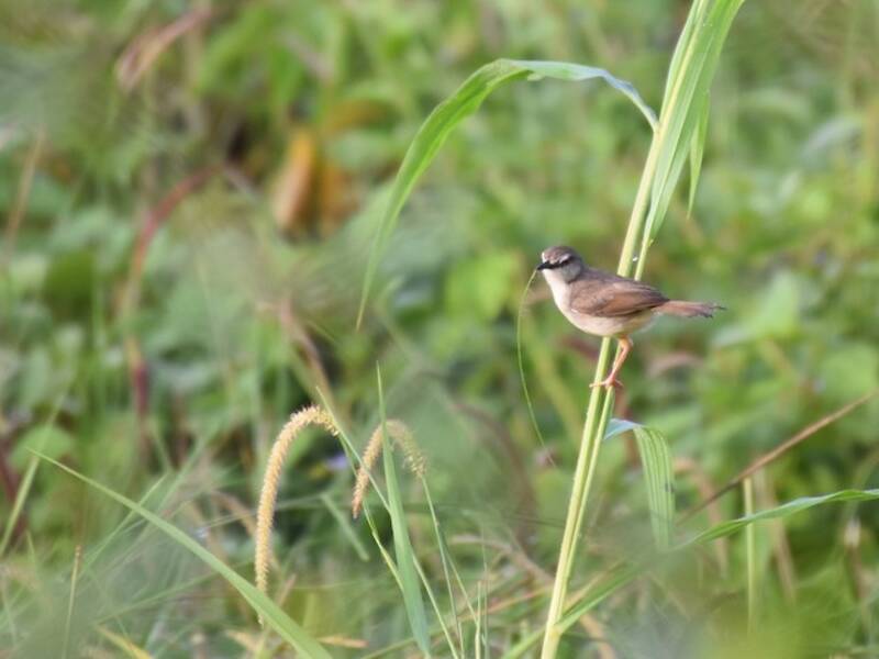 Prinia dai fianchi fulvi