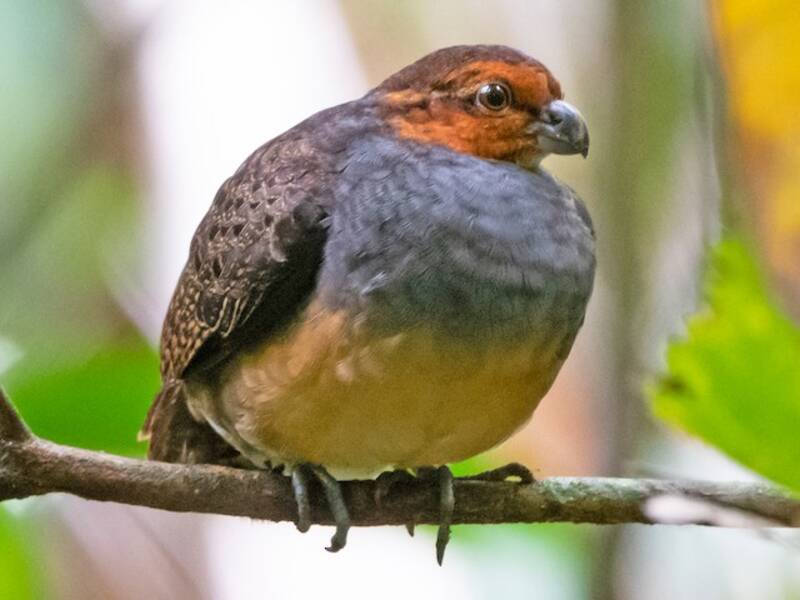 Tawny-faced Quail