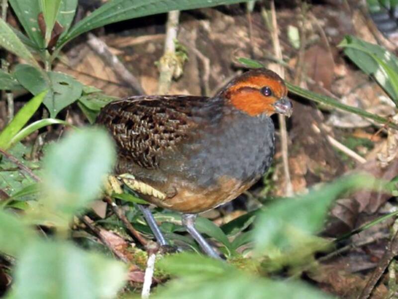 Tawny-faced Quail, 照片 2