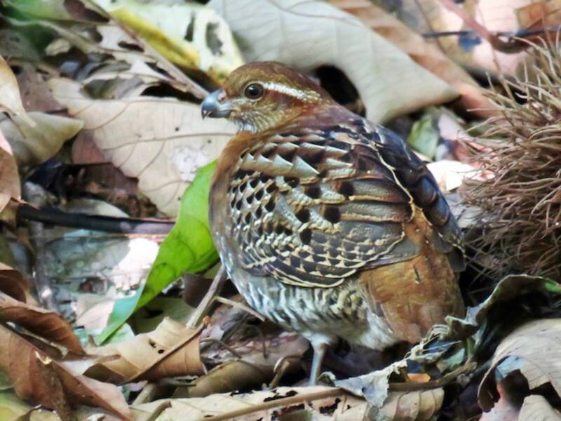 Tawny-faced Quail, 照片 4