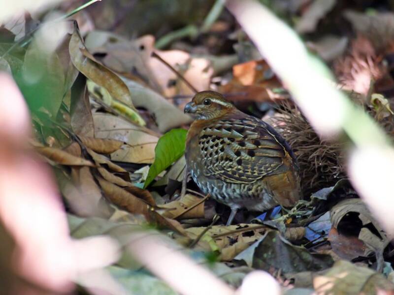 Tawny-faced Quail, 照片 3