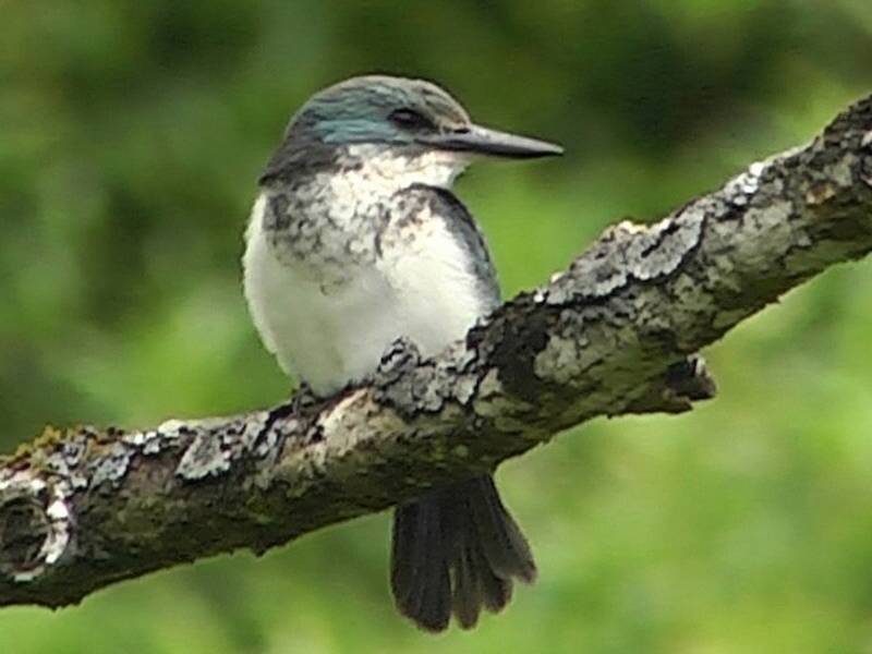 Society Kingfisher, 照片 2