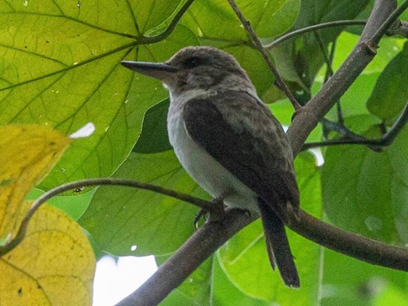 Society Kingfisher, 照片 4