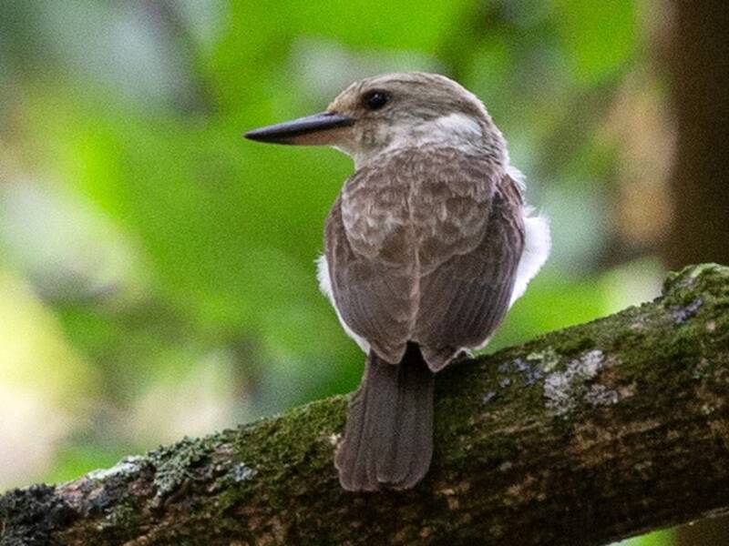 Society Kingfisher, 照片 3