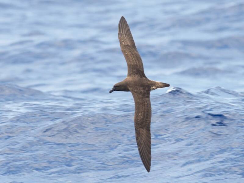 Petrello di Tahiti, Foto 3
