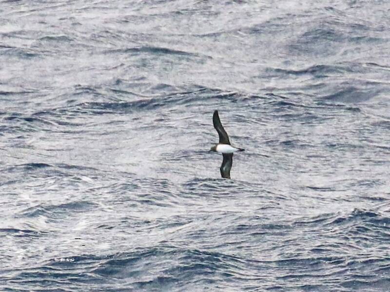 Petrello di Tahiti, Foto 4