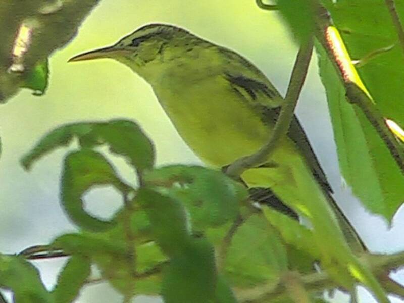 Tahiti Reed Warbler