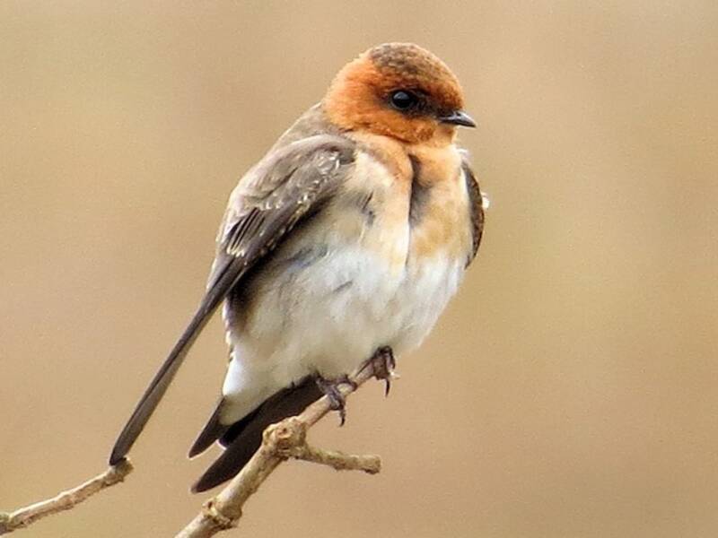 Golondrina Cabecicastaña, Fotos 3