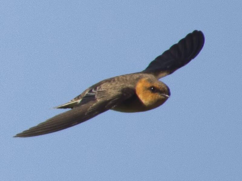 Golondrina Cabecicastaña, Fotos 2