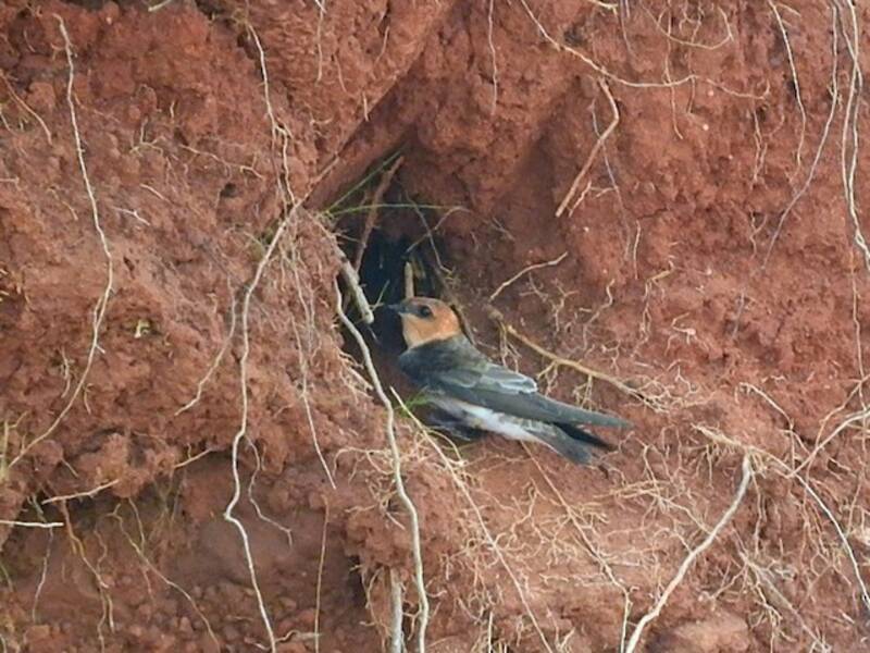 Golondrina Cabecicastaña, Fotos 4