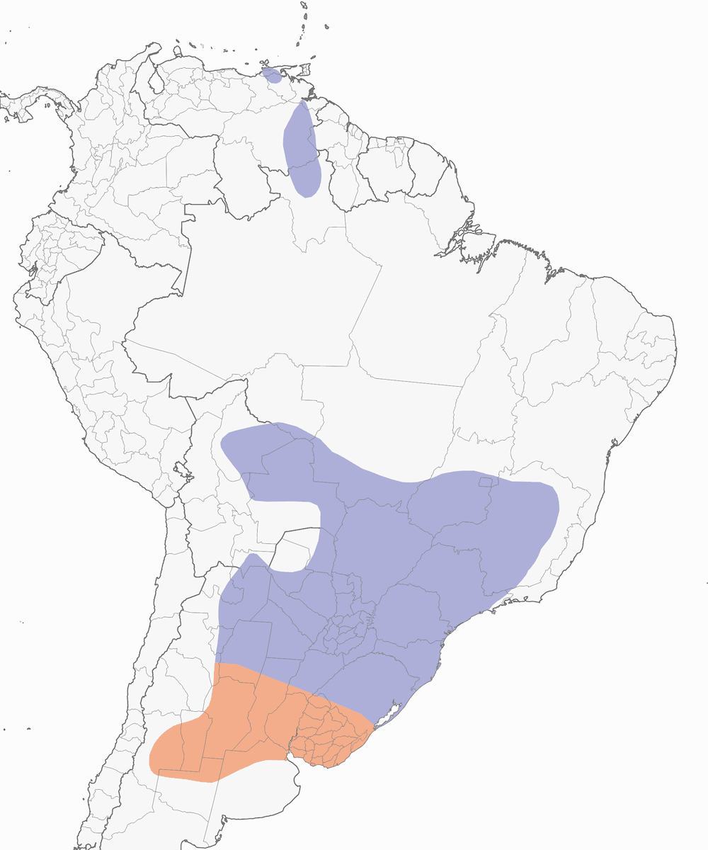 Golondrina Cabecicastaña, Distribución 1