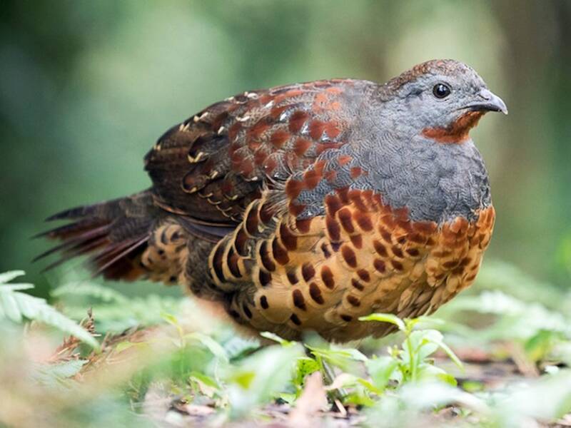 Taiwan Bamboo-Partridge, Photos 3
