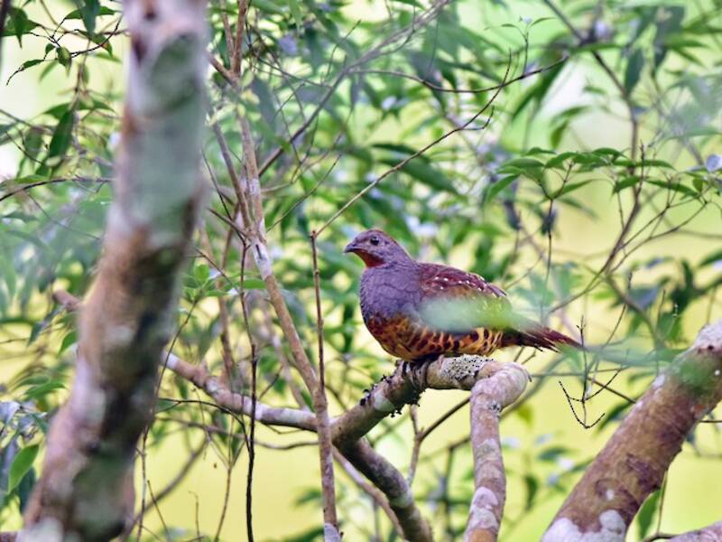 Taiwan Bamboo-Partridge, Photos 2