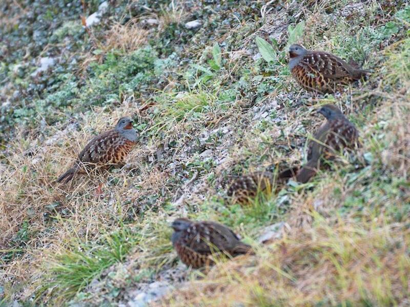 Taiwan Bamboo-Partridge, Photos 4