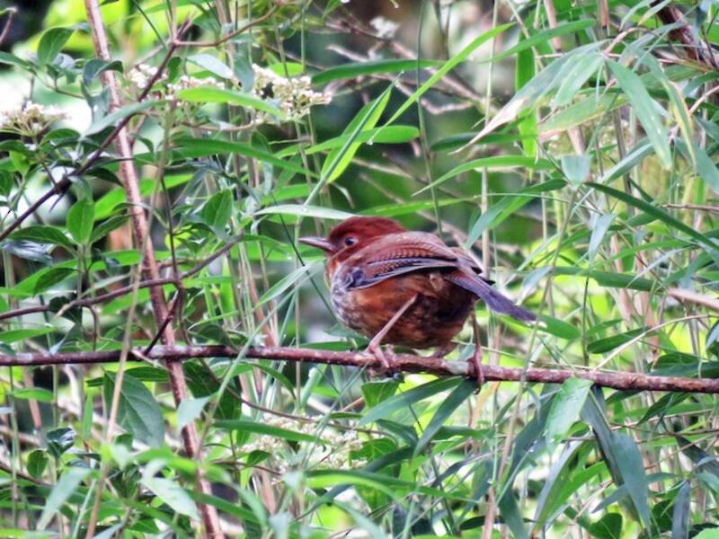 Taiwan-Bänderflügelhäherling, Fotos 4