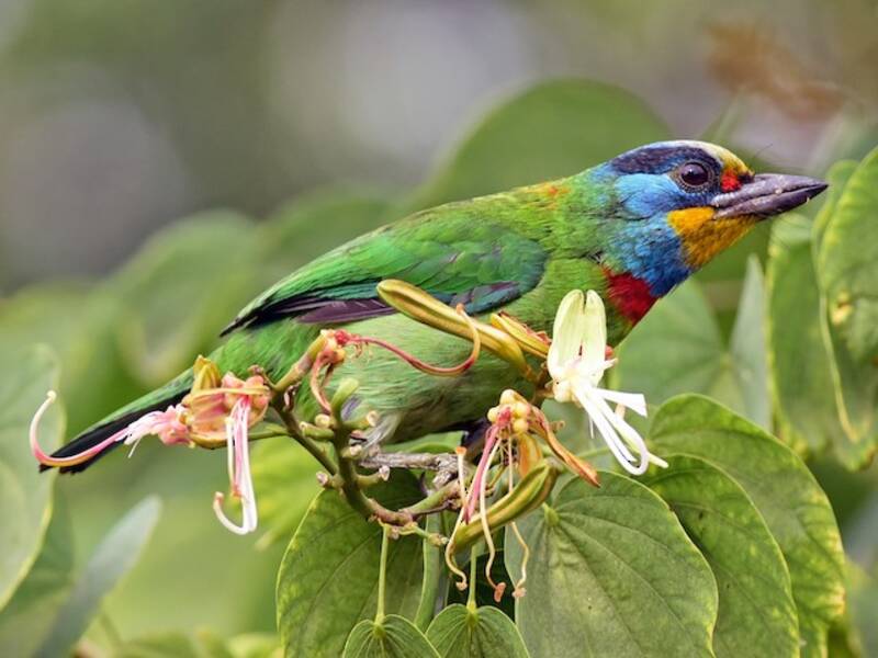 Taiwan Barbet, 照片 2