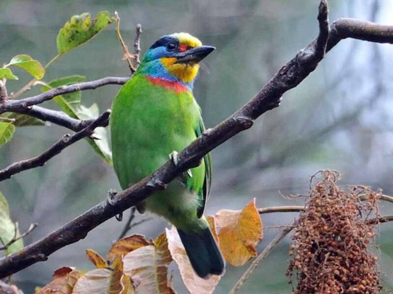Taiwan-Bartvogel