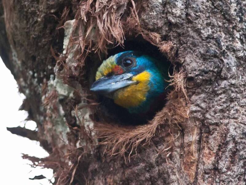 Taiwan Barbet, 照片 4