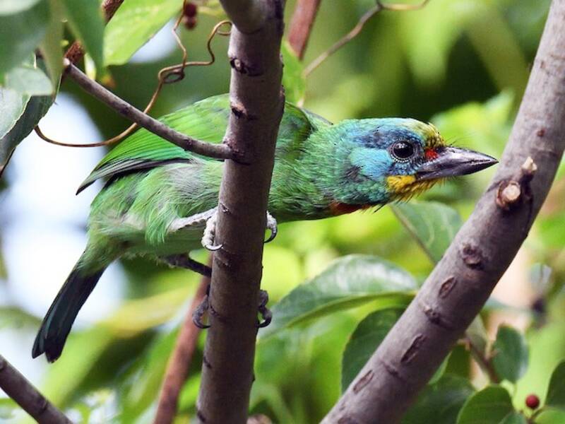 Taiwan Barbet, 照片 3