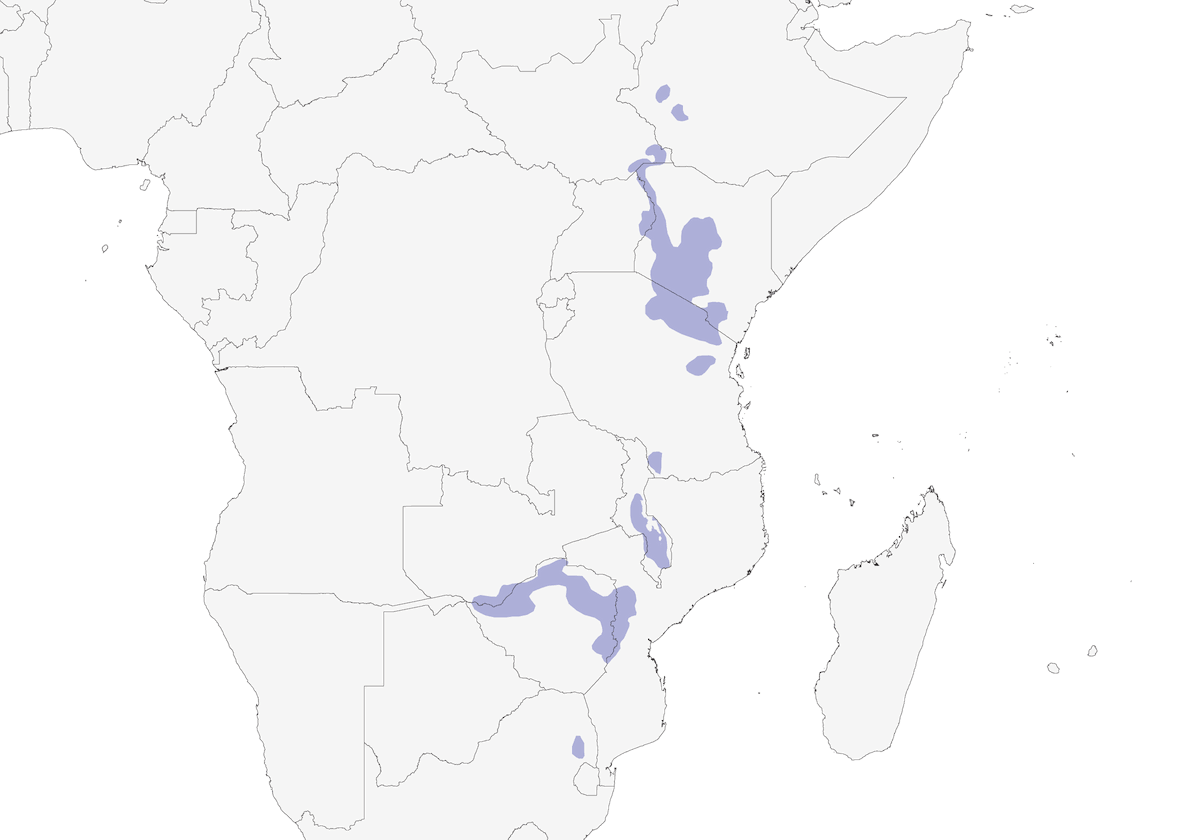 Halcón Taita, Distribución 1