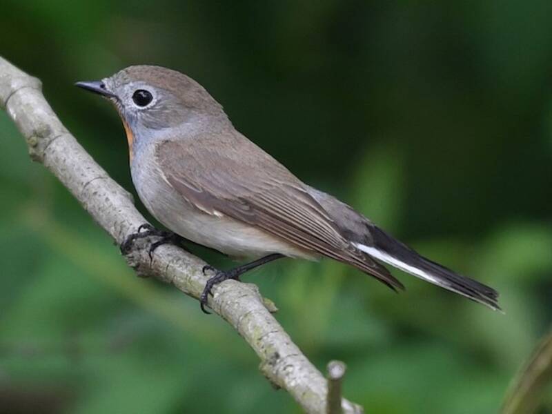 Taiga Flycatcher