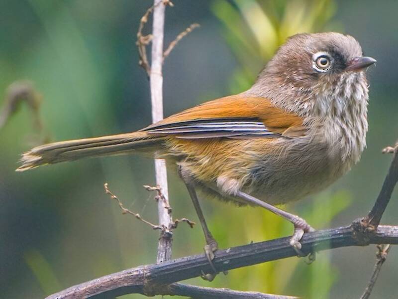 Taiwanfulvetta, Fotos 4