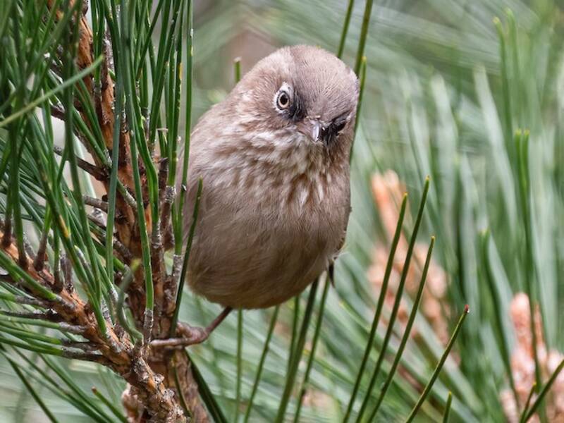 Taiwanfulvetta, Fotos 3