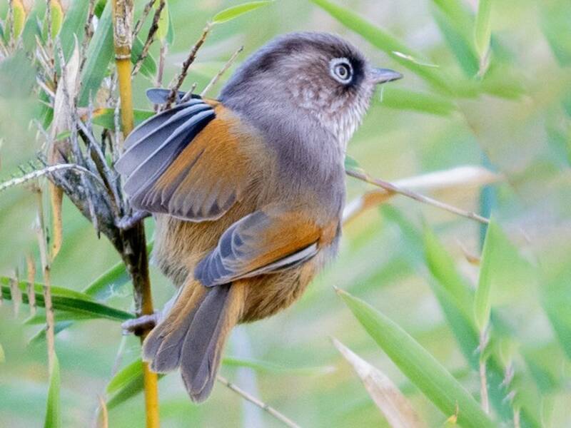 Taiwanfulvetta, Fotos 2
