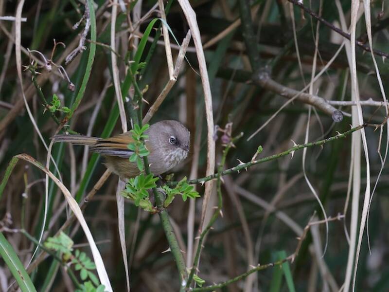 Taiwan Fulvetta
