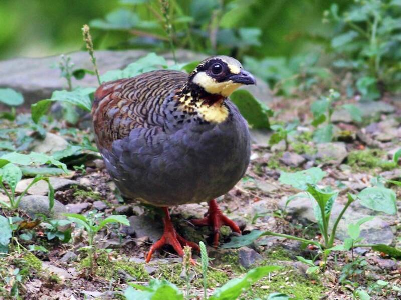 Taiwan Partridge, Photos 3
