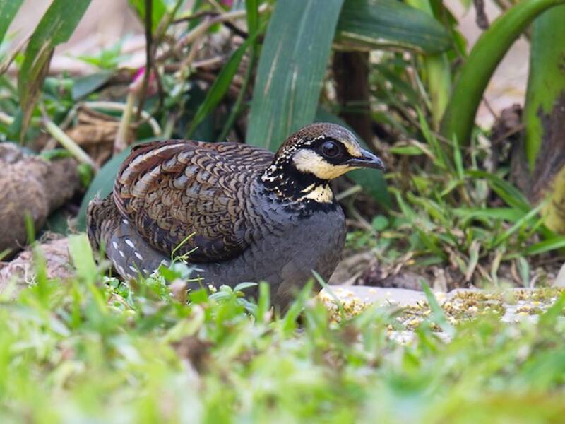 Taiwan Partridge, Photos 4